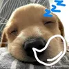 bao_tran277
