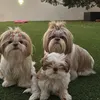 amor de shihtzu🐾🤎