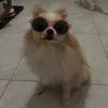 miyapomeran
