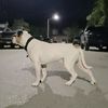 _that_americanbulldog_