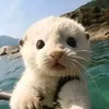 ebediepcute2