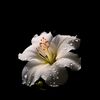 vivian_the_oceanlover15