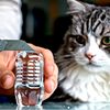 ASMR Videos