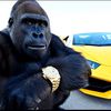 TorontoGorilla