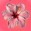 qansha_hss22