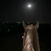 zainad_00