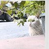 kedi145262
