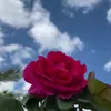 l8i_llp