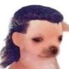 urijahdagoat2