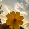alaa9651