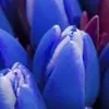 tulipe.bleue1