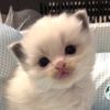 Hakimicat