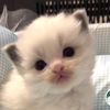 banycat
