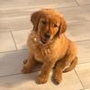 maplethegoldenaz