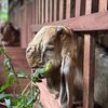 Kusuma Farm