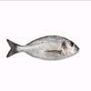 thatfish_414