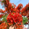 nusaibapromii