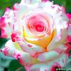 kokoq1056