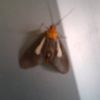 irahkasih