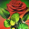 ahmedahmed17184