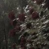 iloverain302