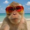 mikethemonkey67