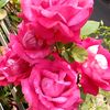 roseg1216