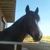 paula_hrtm_