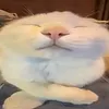f0rk_munch3r