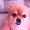 joeljoel4537