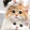 user11656002253