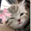yeukhongg_