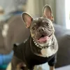 kai_frenchieb