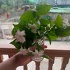 aye.myat0811