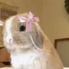 amna.ibrahim561
