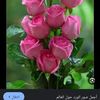 user7002329159516