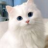 liaquat.ali223