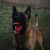 evil_dogs.1