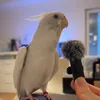 Nimfa Edek🦜