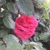 user7000411761780