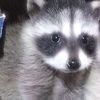 raccoon0503