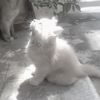dinx_xd