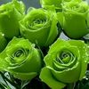 haseedmughal134