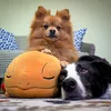 poke.dogs
