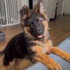 Maverick