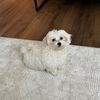 KaineTheMaltese | Lifestyle