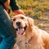 happydog8899