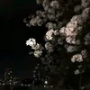kitttwxuq7
