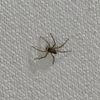 psychxnymph