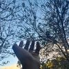 lisisflogrance
